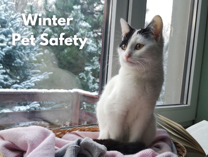 Winter Pet Safety