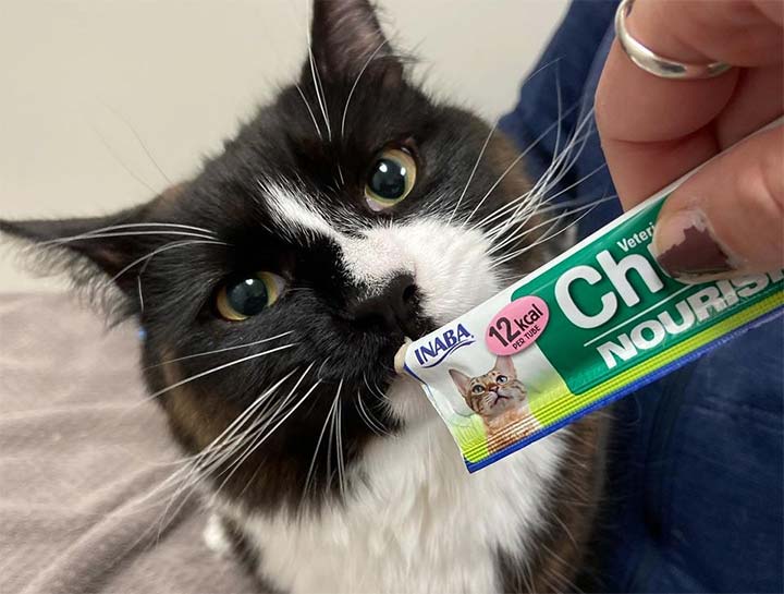 $City pet nutritionist