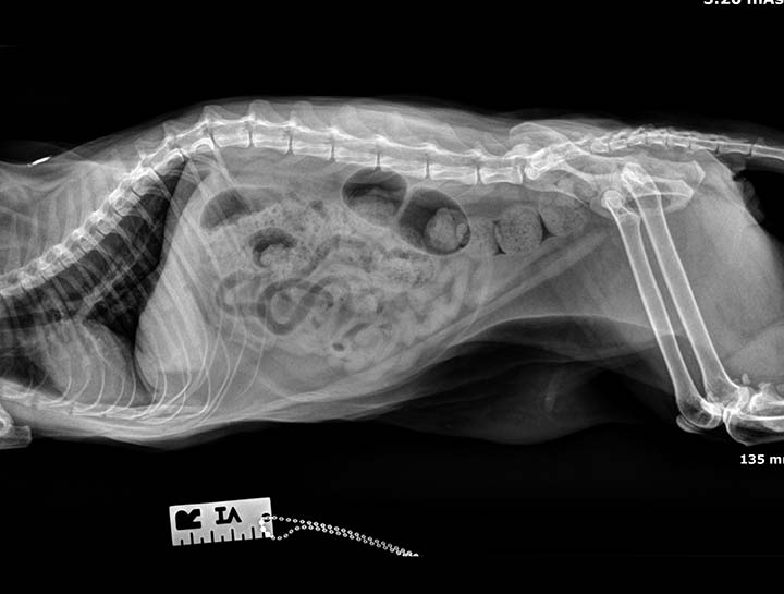 Pet Digital Radiology