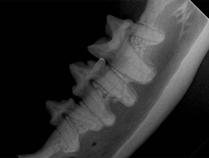 Digital Dental Radiology