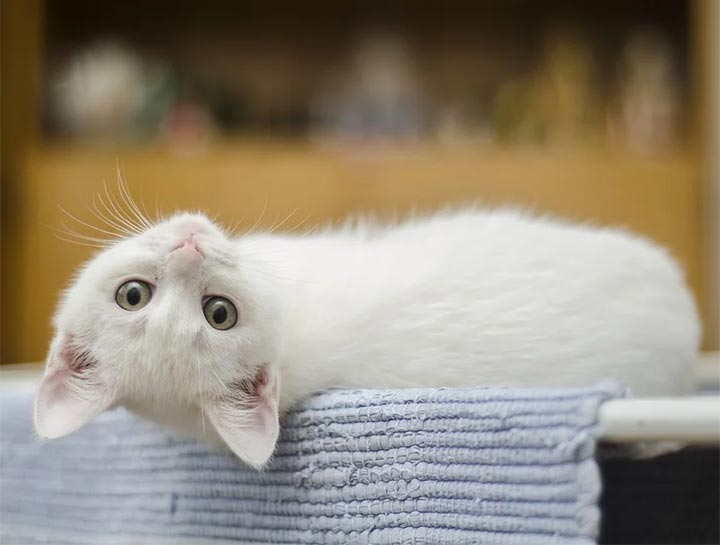 Kitten Care 